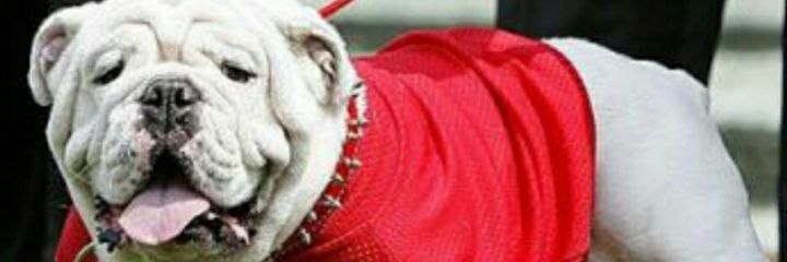 Chef_Daddy51's profile banner image