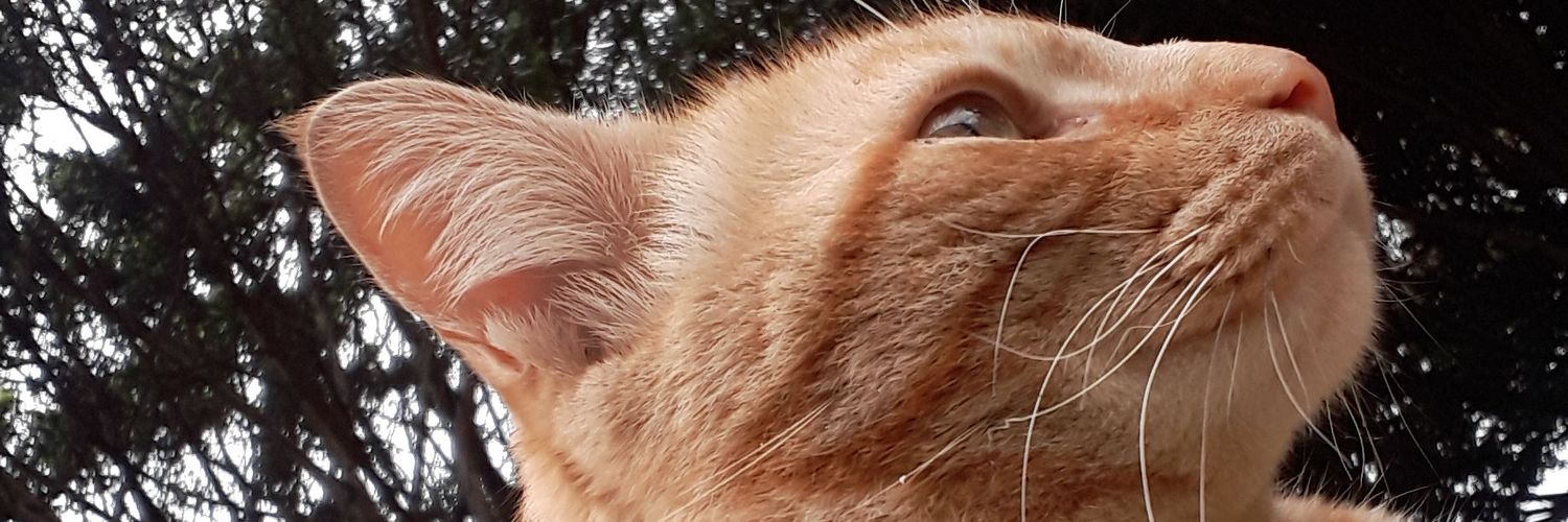 stiac1's profile banner image