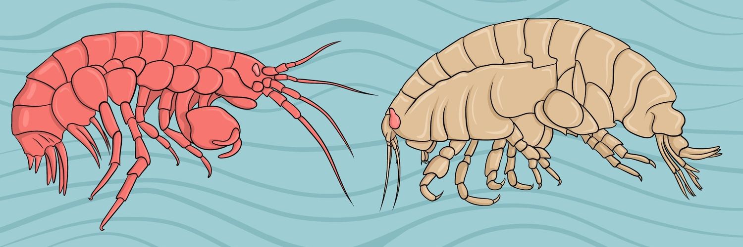 Tilly (Matilda) S Scott banner