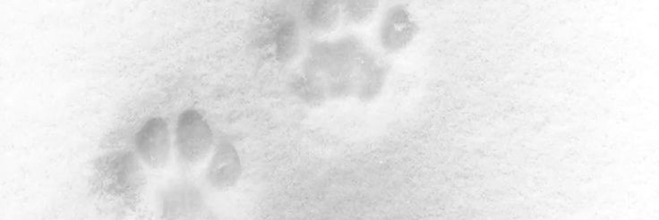 ze banner