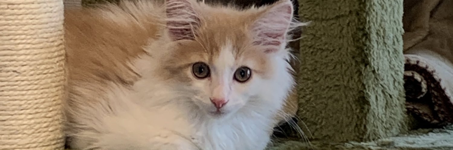 wool_earl_ram's profile banner image
