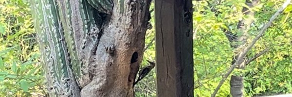 CatPeque Profile Banner