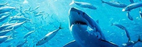 SharkTrading's profile banner image