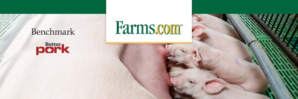 FarmsSwine Profile Banner