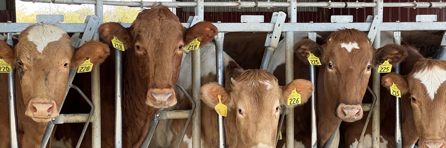 The Daily Catch banner