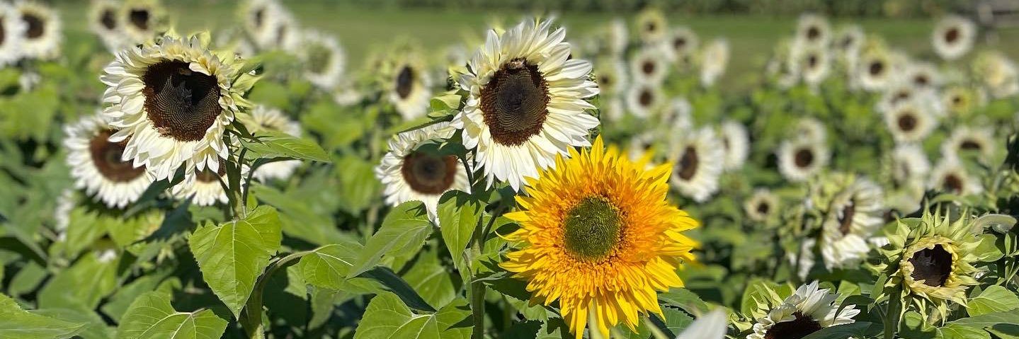 Catie Hancock banner