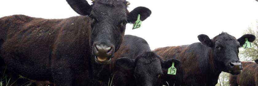 Farms.com Beef News banner