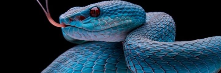 SerpienteAzul6's profile banner image