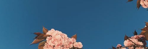 Leblanc banner