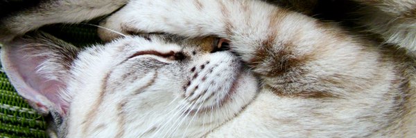 joydevision Profile Banner