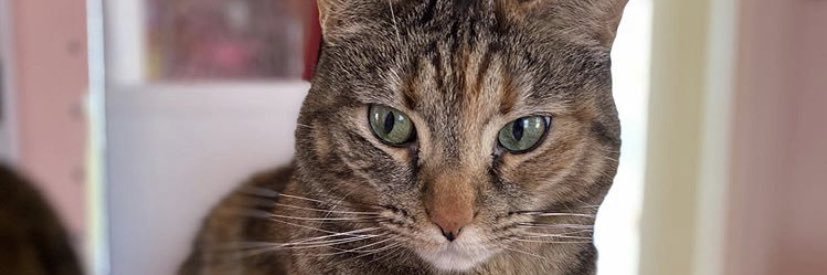 Princesskcm1111's profile banner image