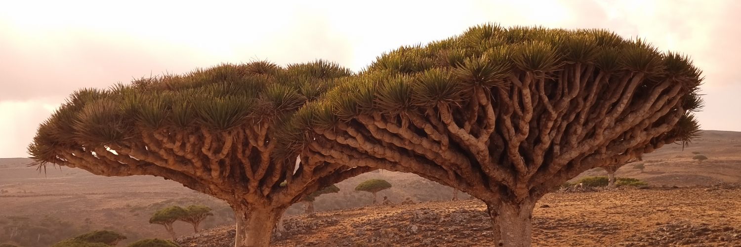 اليمن Yemen banner