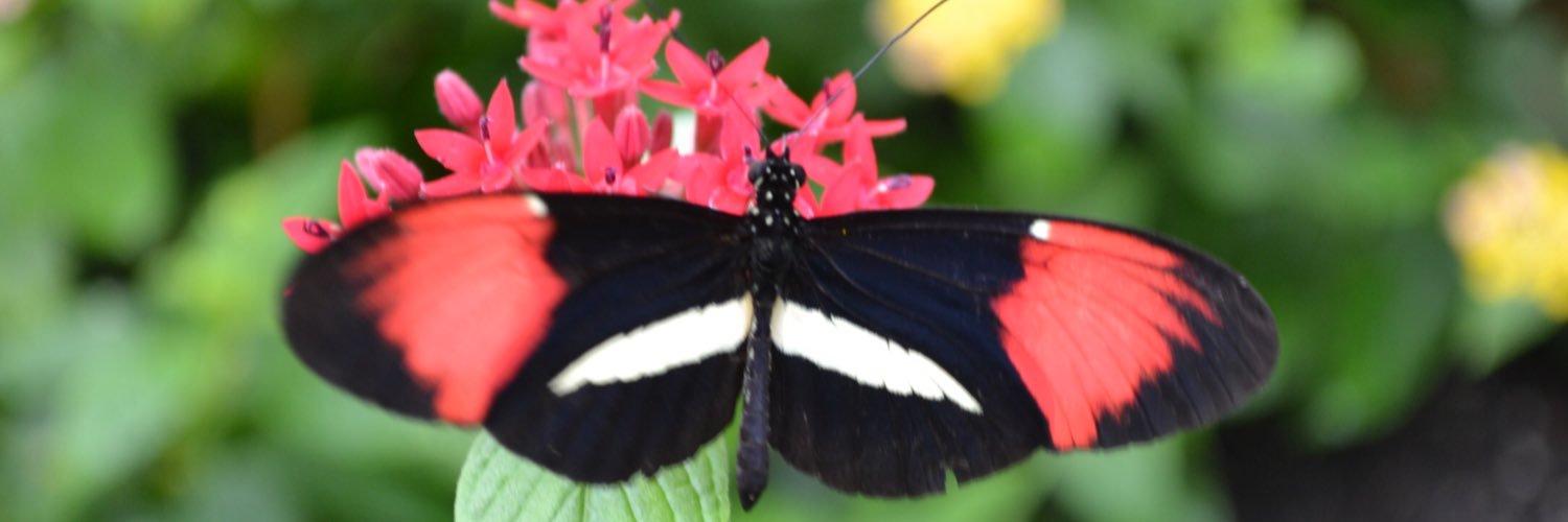 Monica Corcoran banner