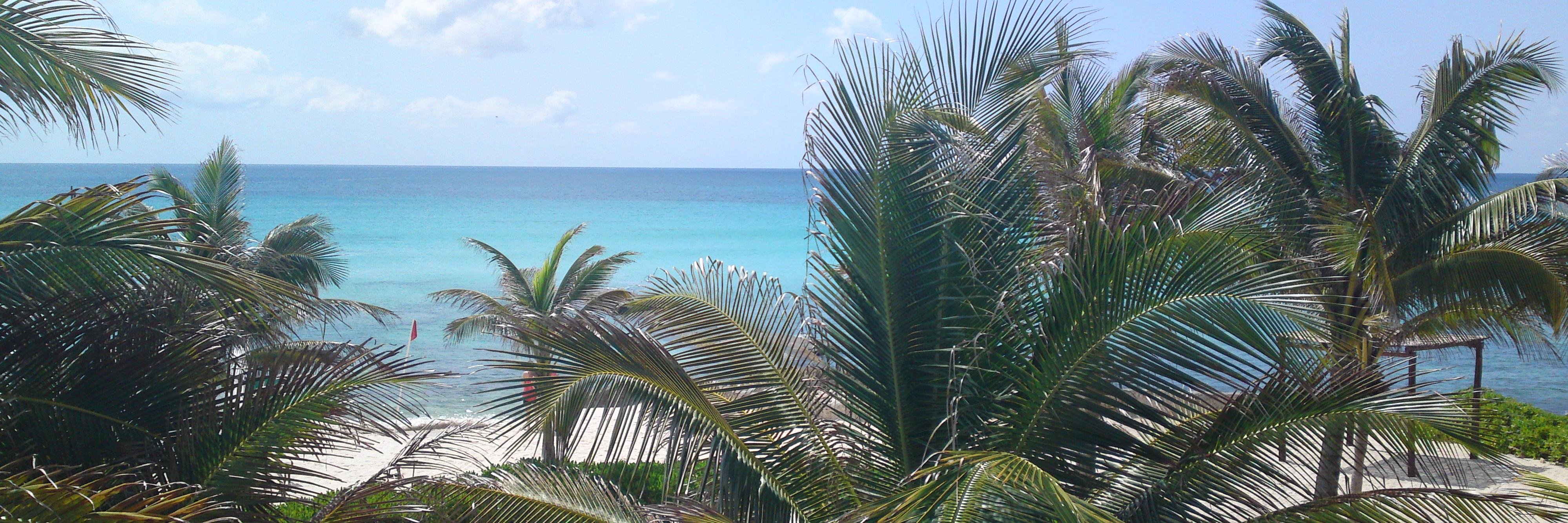 The Fox Follows Back banner