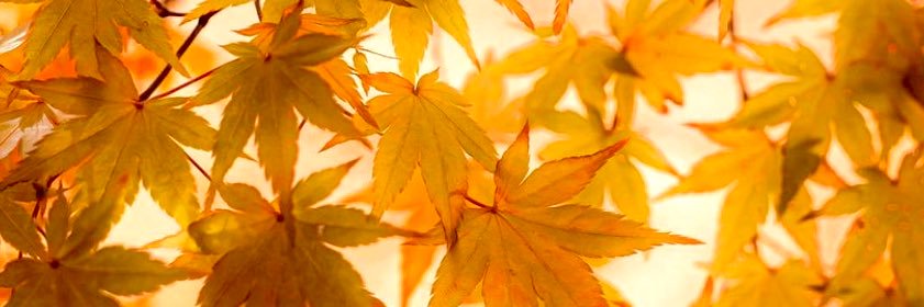 i ate ur lunchbox banner