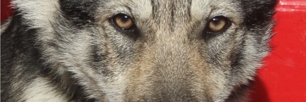 IsabelBehncke Profile Banner