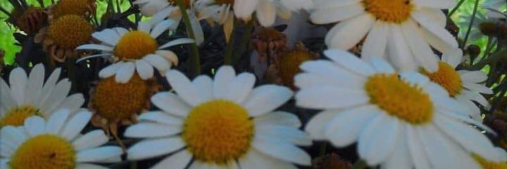 lisbethandrade0's profile banner image