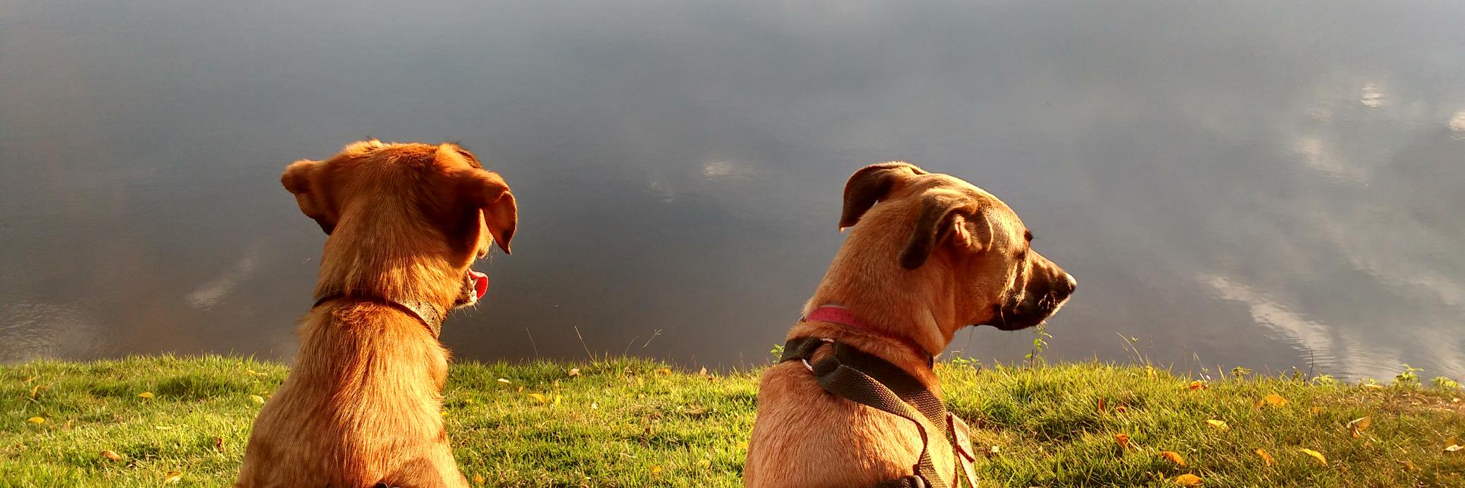 Tuskinha's profile banner image