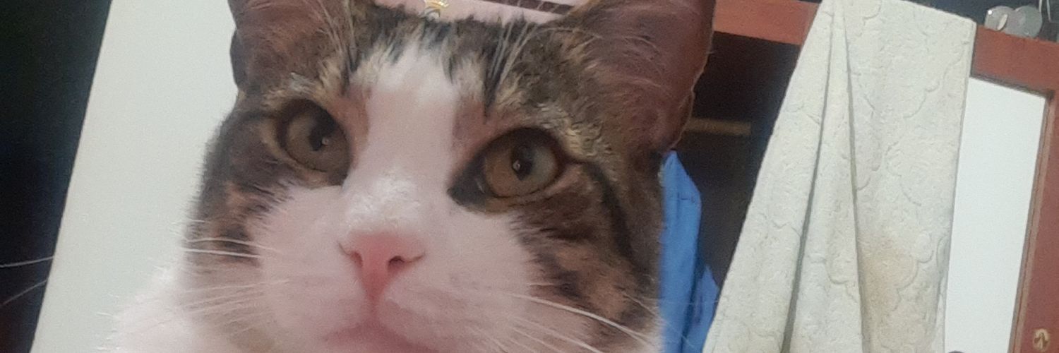 halcon costeño banner