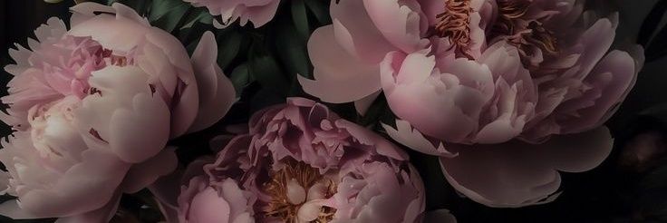 YareYamon's profile banner image