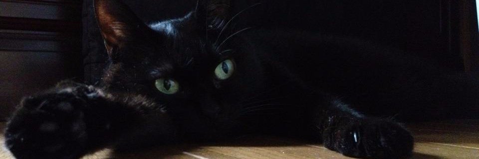 blackcurrant's profile banner image
