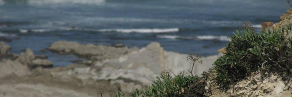 Justyna Zajchowska banner