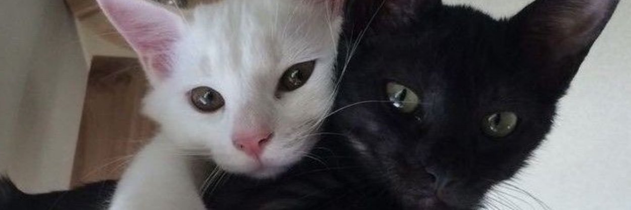 _arasy_'s profile banner image