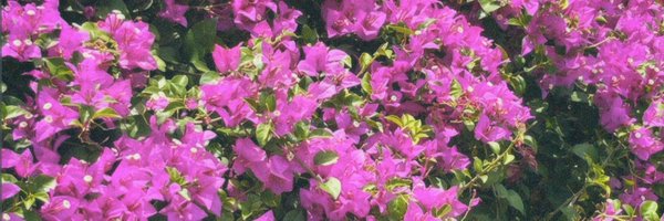 ddreamnn Profile Banner