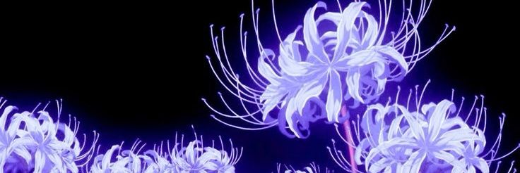 Plantas24's profile banner image