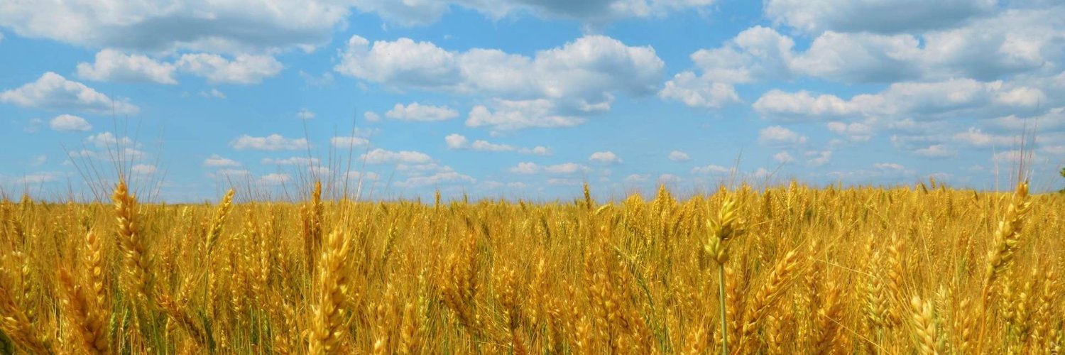 liashenko_b's profile banner image