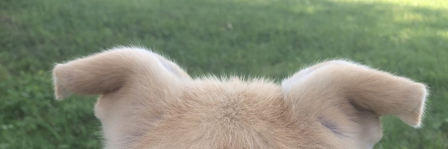thewrightjean's profile banner image