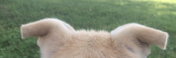 thewrightjean Profile Banner