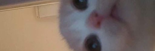 p banner