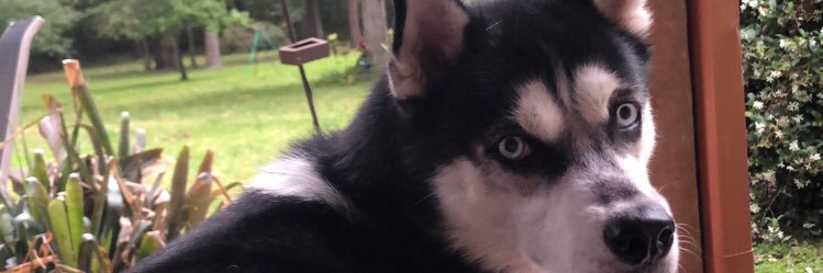 dlowe4242's profile banner image