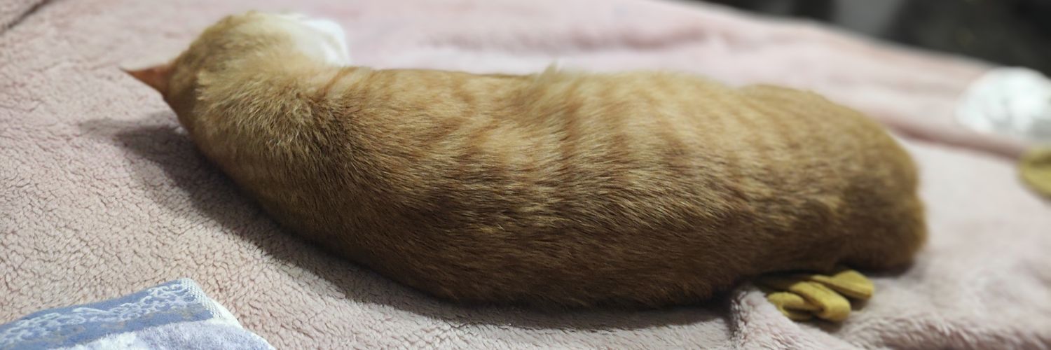 Cats.Been Green banner