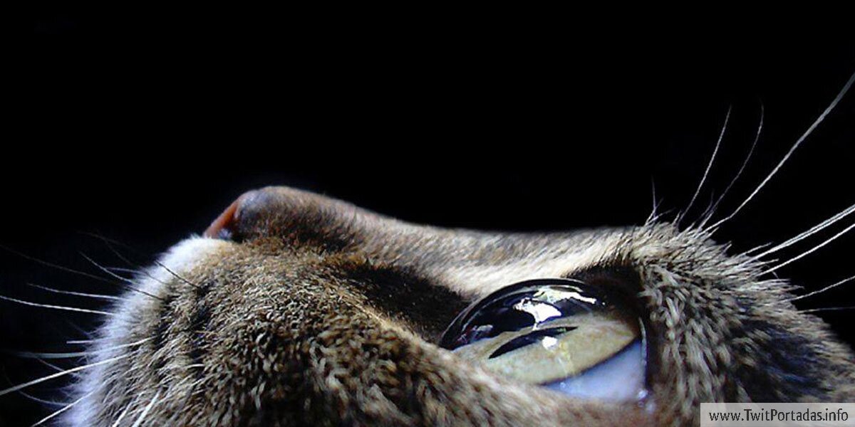 LexieSchiman's profile banner image