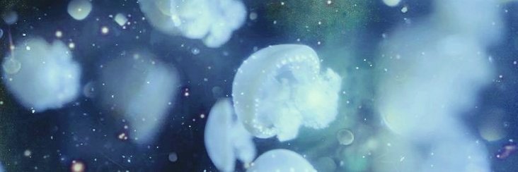 🪼's banner