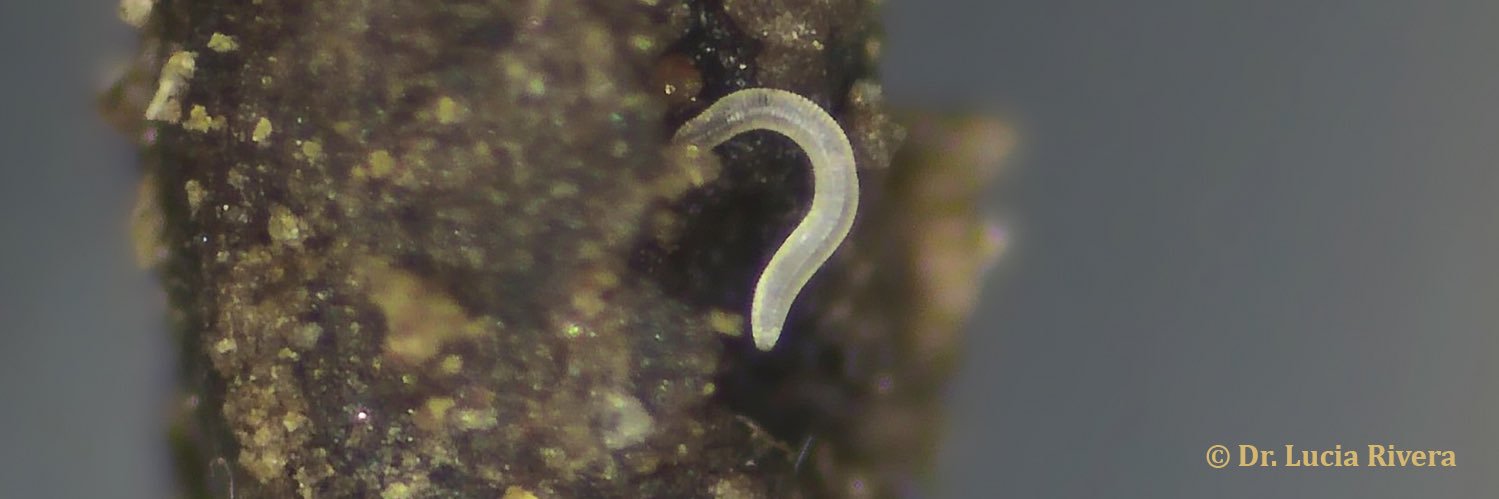 European Society of Nematologists banner