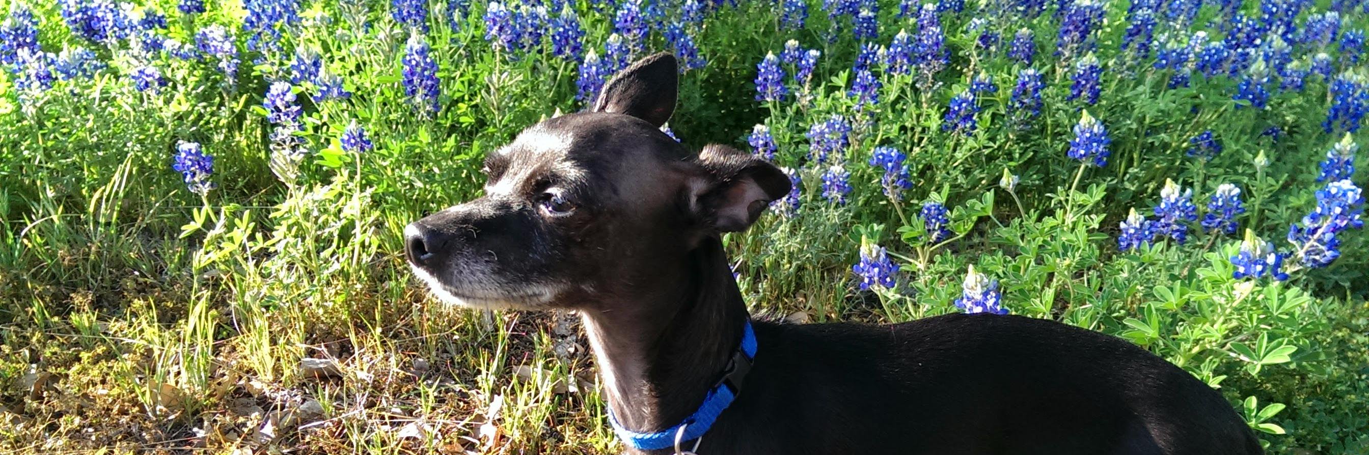 brucewayneatx's profile banner image