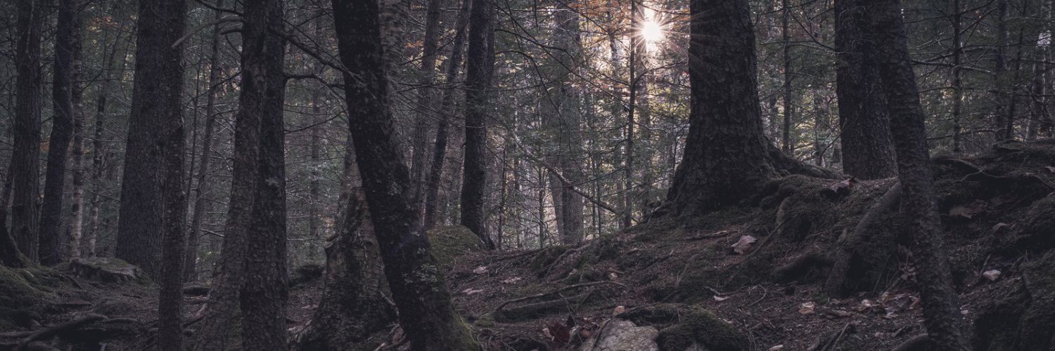 Birds_Rnt_Real's profile banner image