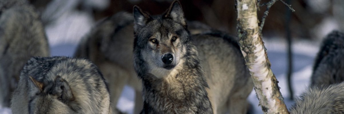 🐾 InfoSec Coydog 🐾 banner