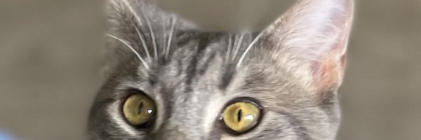 FinchFrys_ Profile Banner