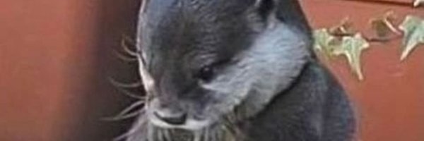 Jimmy the Otter Profile Banner
