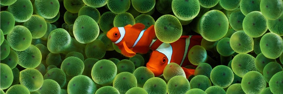 Dr John Wincott banner