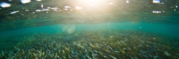 ProjectSeagrass Profile Banner