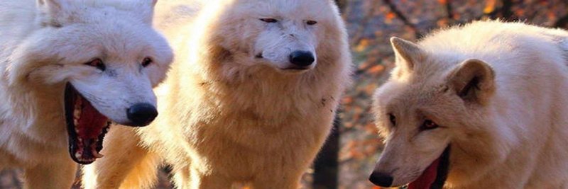 Snowa_Verge's profile banner image