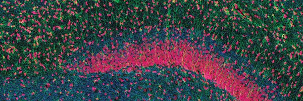 AytonAmber Profile Banner