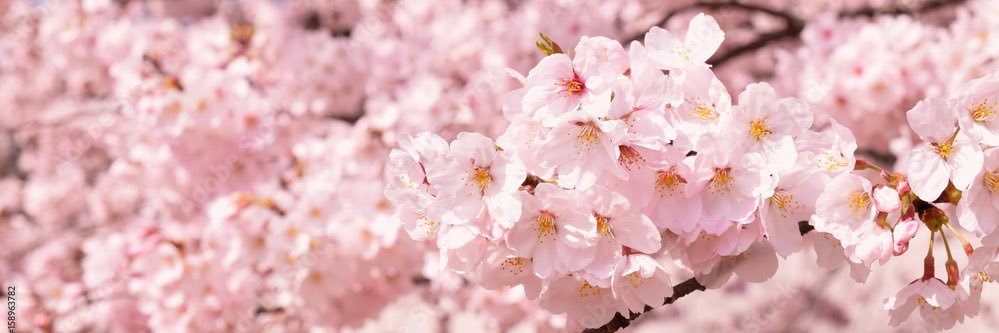 りんこ老師@2027S🐥 banner