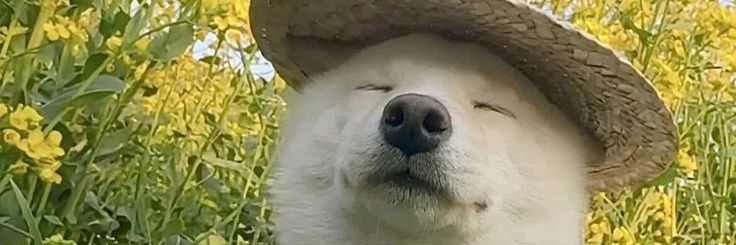 salv banner