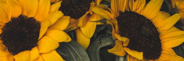 goldcurlsc's profile banner image
